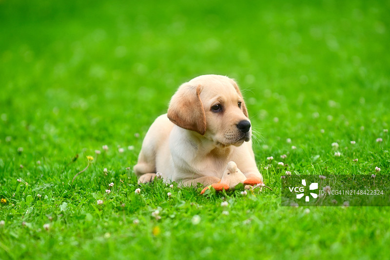 草地上的小狗肖像图片素材
