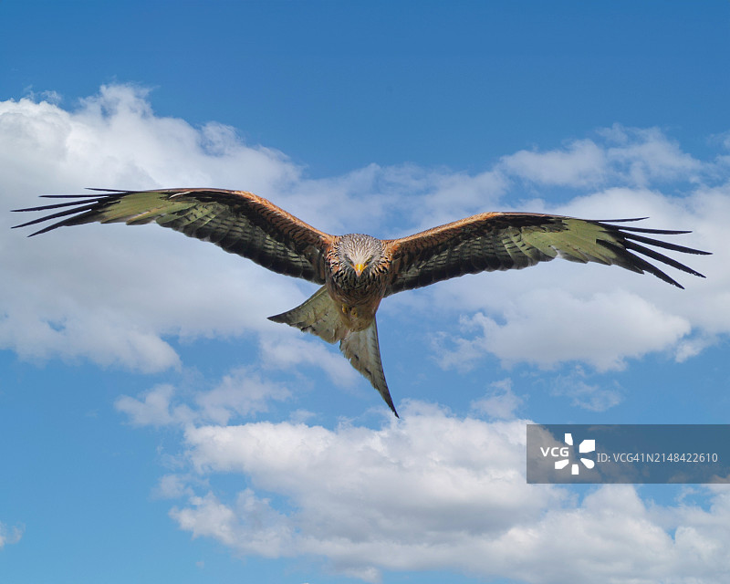 蓝天下飞翔的雄鹰的低角度景观图片素材