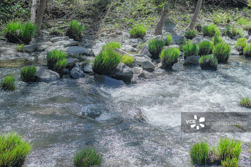 美国加利福尼亚州圣罗莎的植物高角度景观图片素材