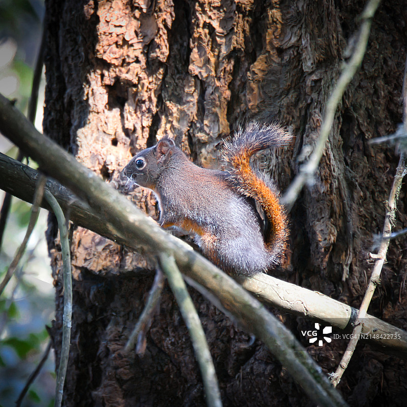 美国俄勒冈州希尔斯伯勒，树干上的松鼠特写图片素材