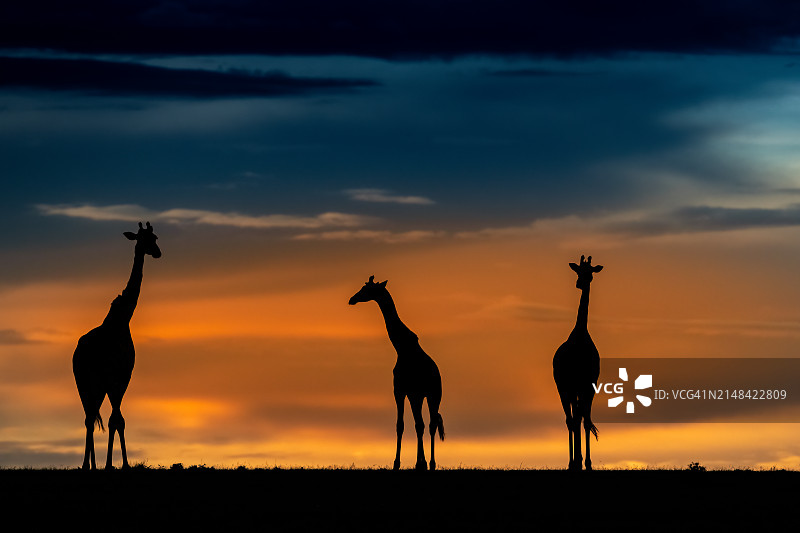 日落时分，马赛长颈鹿的剪影图片素材