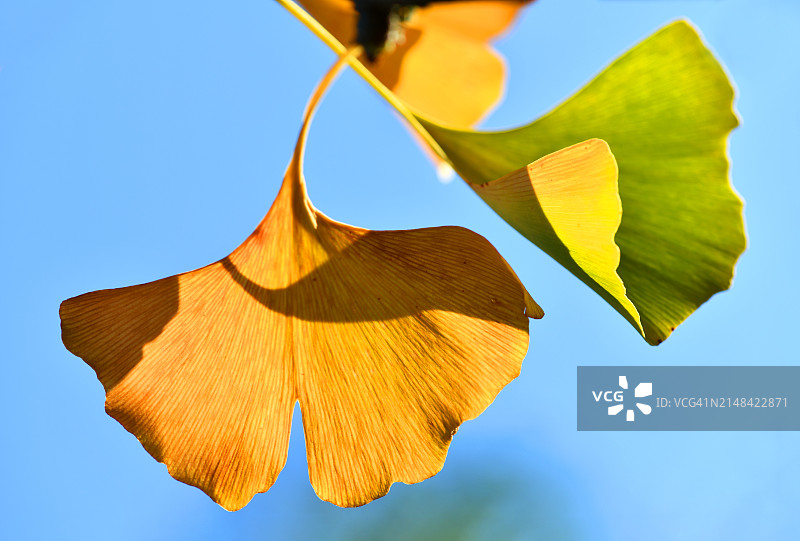仰视蓝天下盛开的植物图片素材