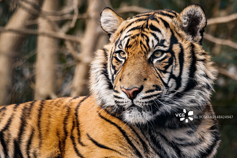 德国克雷费尔德老虎回头看的特写图片素材