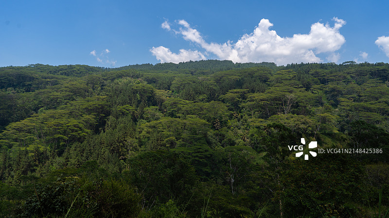 斯里兰卡天空下的森林美景图片素材