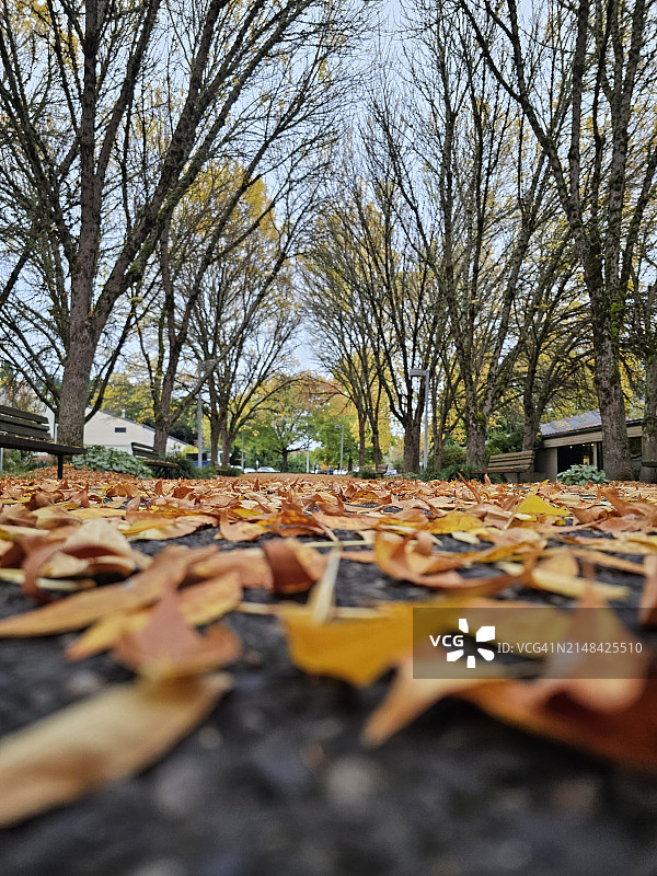 美国俄勒冈州人行道上的秋叶特写图片素材