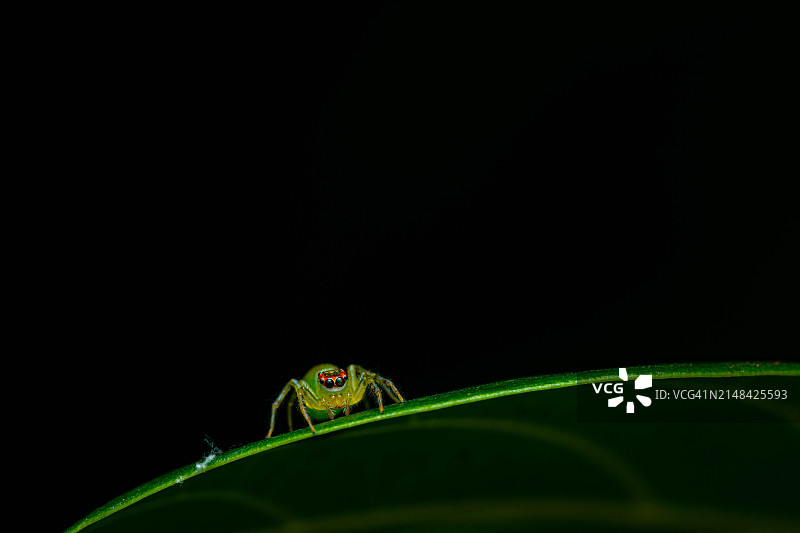 黑色背景下的树叶上的昆虫特写图片素材