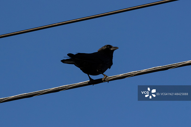 低角度拍摄鸟儿栖息于美国俄亥俄州都柏林电缆上图片素材
