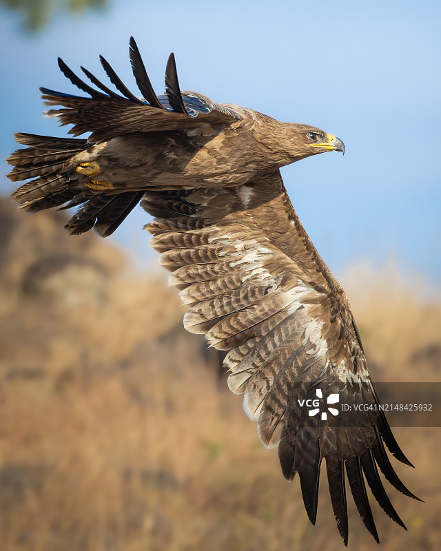 雄鹰翱翔于晴空特写图片素材