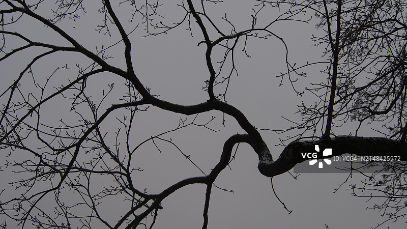 低角度拍摄枯树剪影，天空背景图片素材