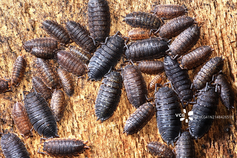 木头上的蚂蚁高角度视图图片素材