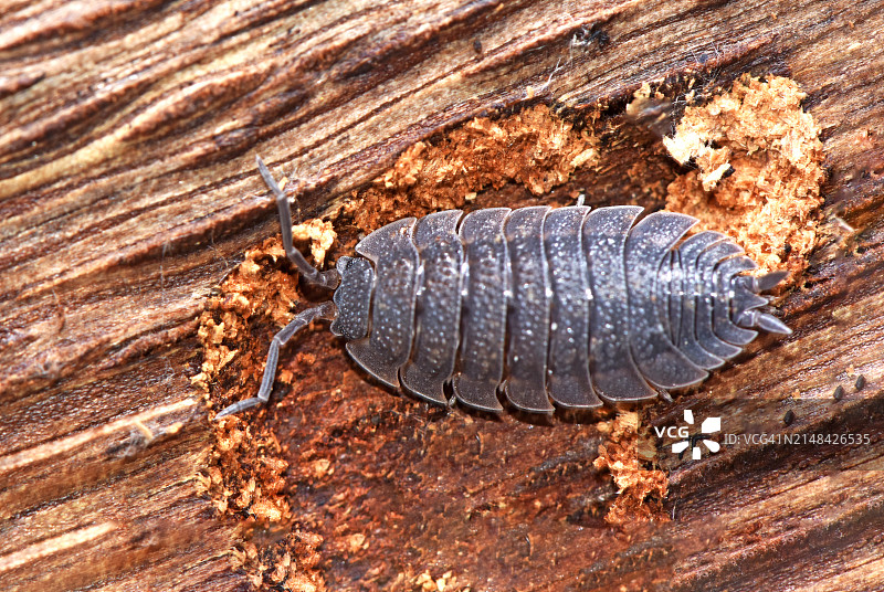 木头上的昆虫图片素材