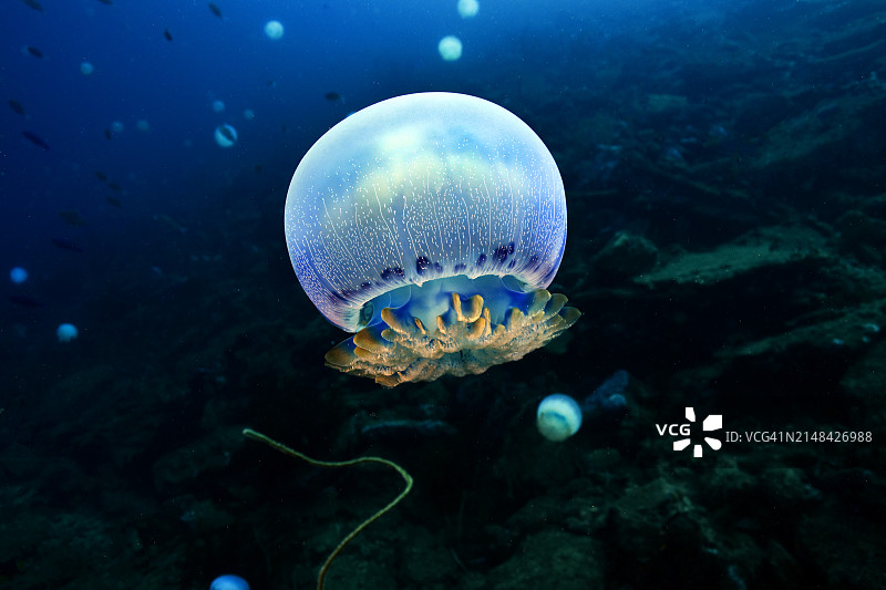 炮弹水母图片素材