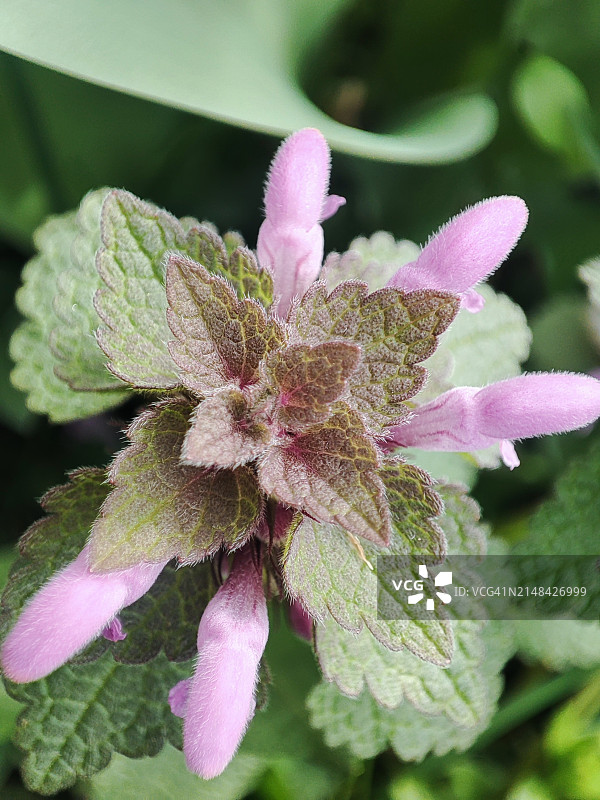 粉色开花植物特写图片素材