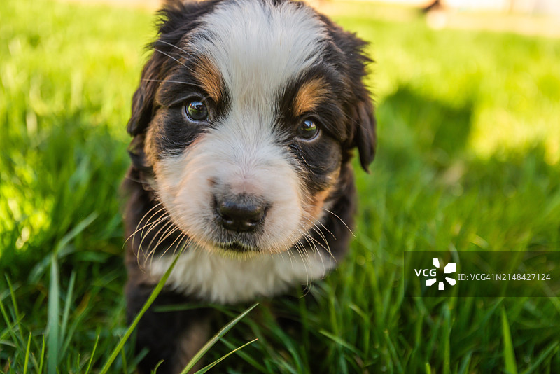 罗马尼亚萨图马雷，田野上的小狗特写图片素材