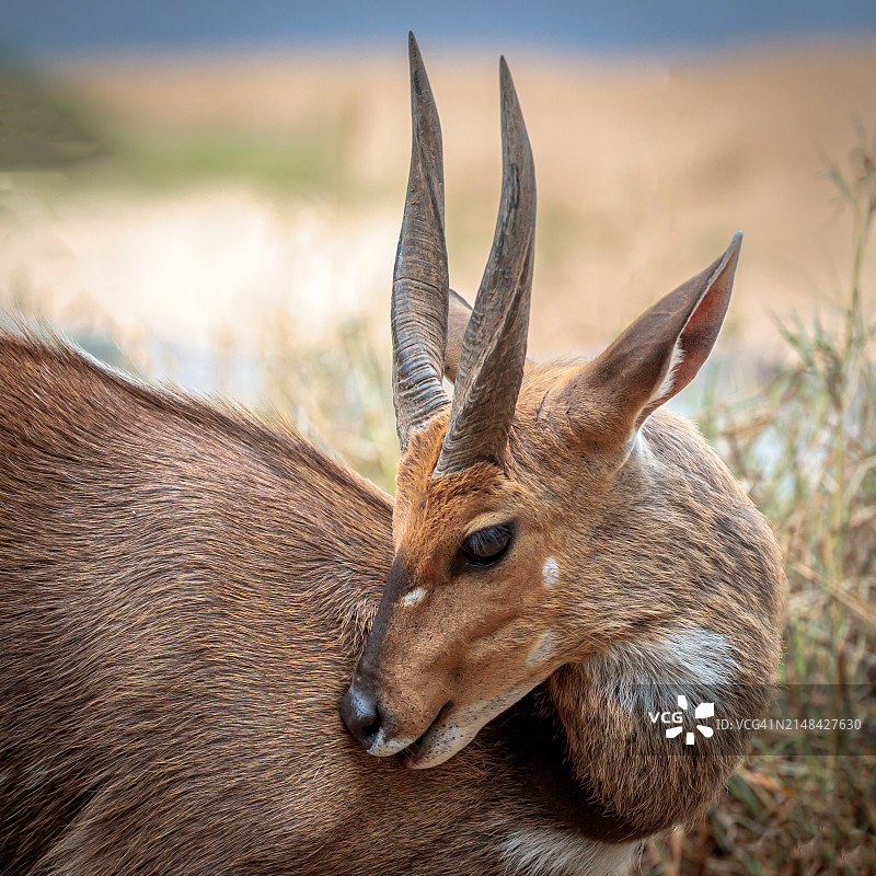 南非原野上站立的鹿的特写图片素材