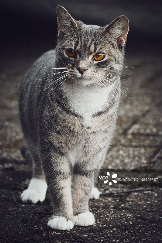 猫的特写画像，荷兰布雷达图片素材