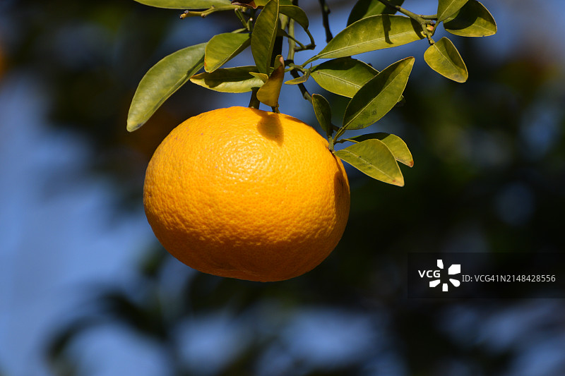 日本树上的橙色果实特写图片素材