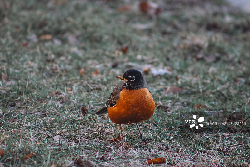 加拿大安大略省奥沙瓦歌鸲特写图片素材