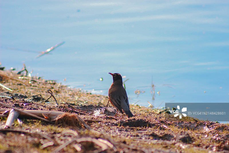 歌鸫栖息在加拿大安大略省奥沙瓦海滩岸边的侧面照图片素材
