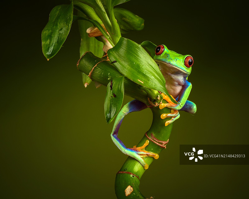 植物上的红色树叶特写图片素材