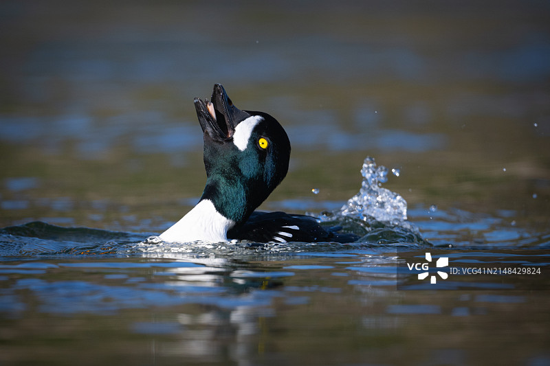鸭子在湖里游泳的特写图片素材
