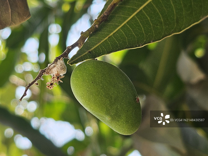 仰视角度拍摄的树上水果，那格浦尔，马哈拉施特拉邦，印度图片素材