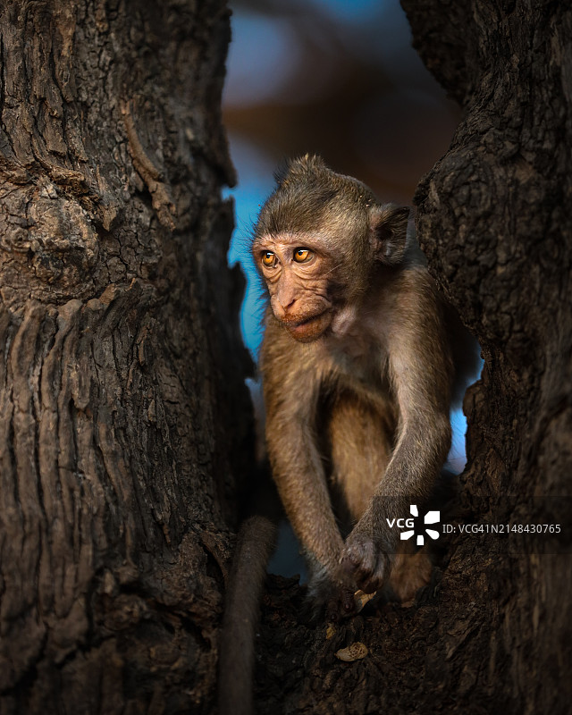 猕猴坐在树干上的特写图片素材