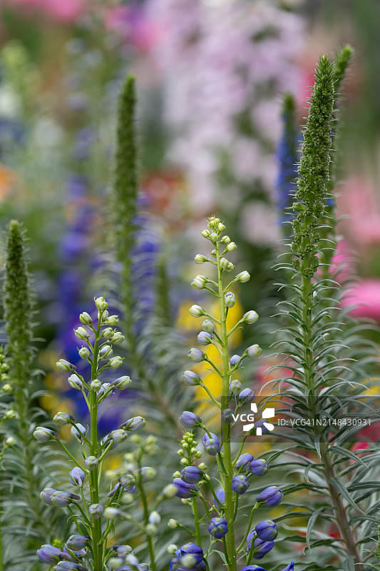 香港田野中紫色花卉植物特写，中国香港图片素材