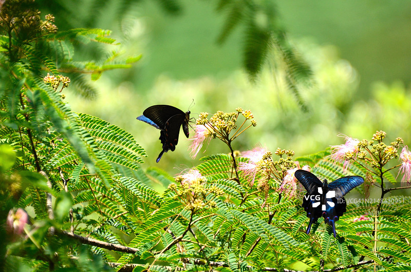 日本中部地区飞弹市：仰视角度拍摄的栖息在树上的鸟图片素材