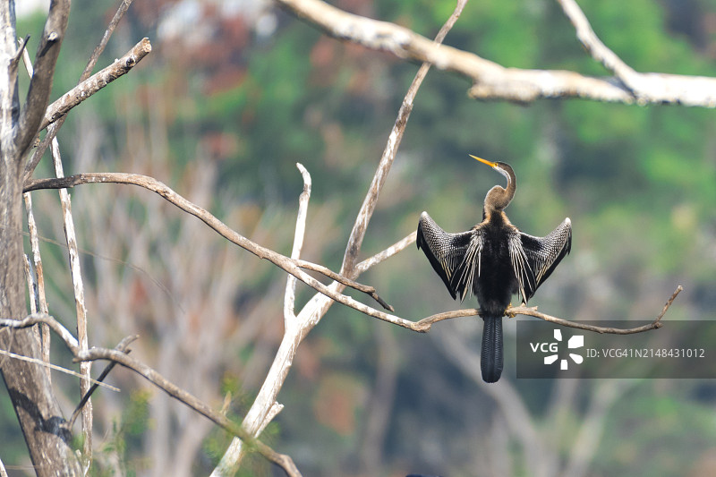 印度卡纳塔克邦班加罗尔栖息在树枝上的鸟类特写图片素材