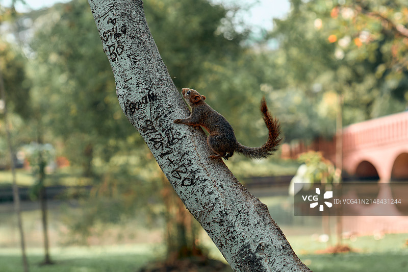 树干上的松鼠特写图片素材