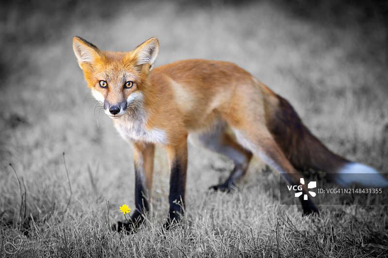 美国华盛顿州圣胡安县原野上站立的红狐图片素材