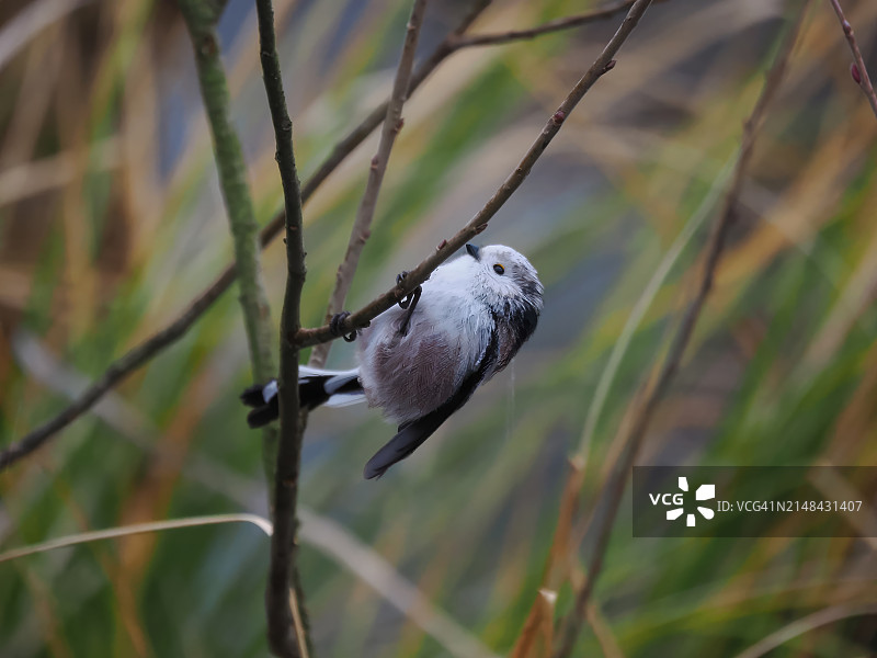 栖息在树枝上的山雀特写图片素材