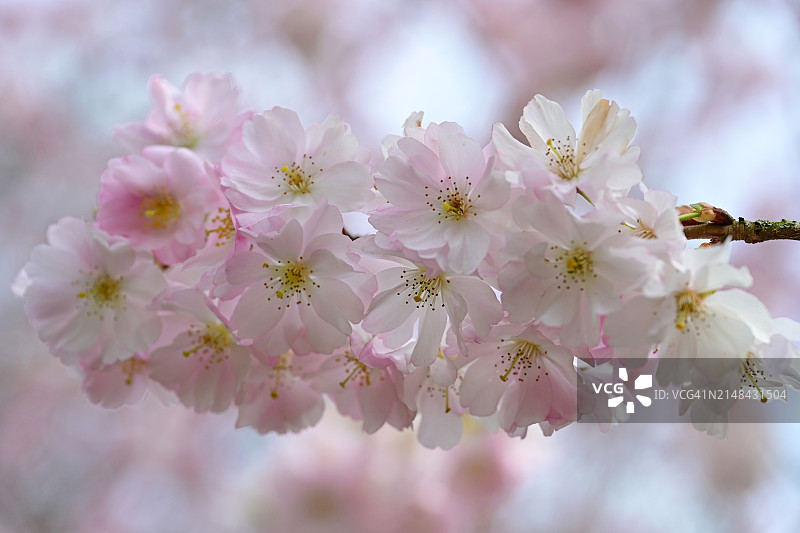 德国多特蒙德春天粉色樱花特写图片素材