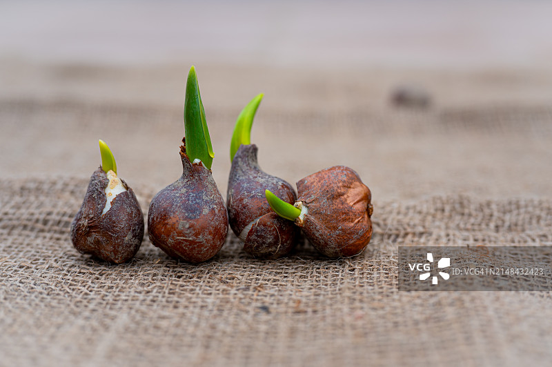 粗麻布上的煮土豆特写图片素材