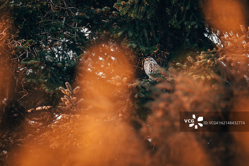 森林中树木的特写图片素材