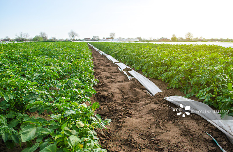晴空映衬下的农田美景图片素材