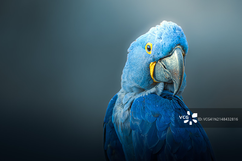 户外栖息的鹦鹉特写图片素材
