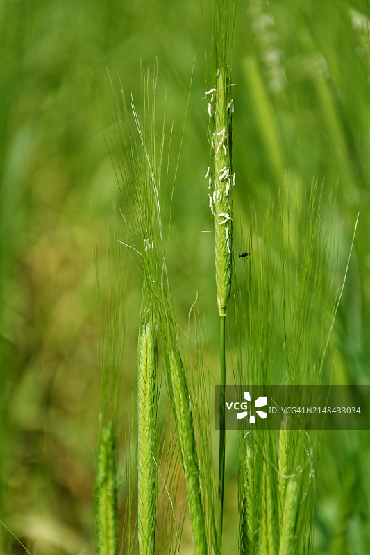 奥地利下奥地利州阿斯帕恩/扎亚河畔麦田特写图片素材