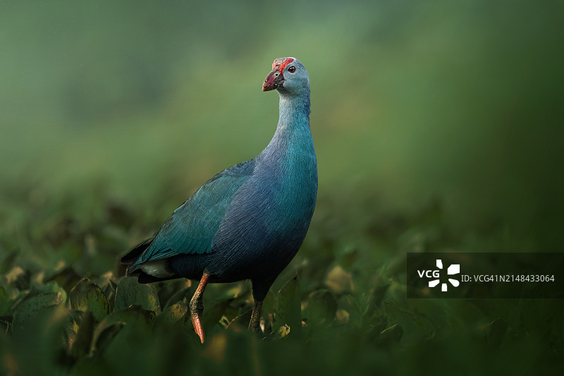 栖息在草地上的孔雀特写图片素材