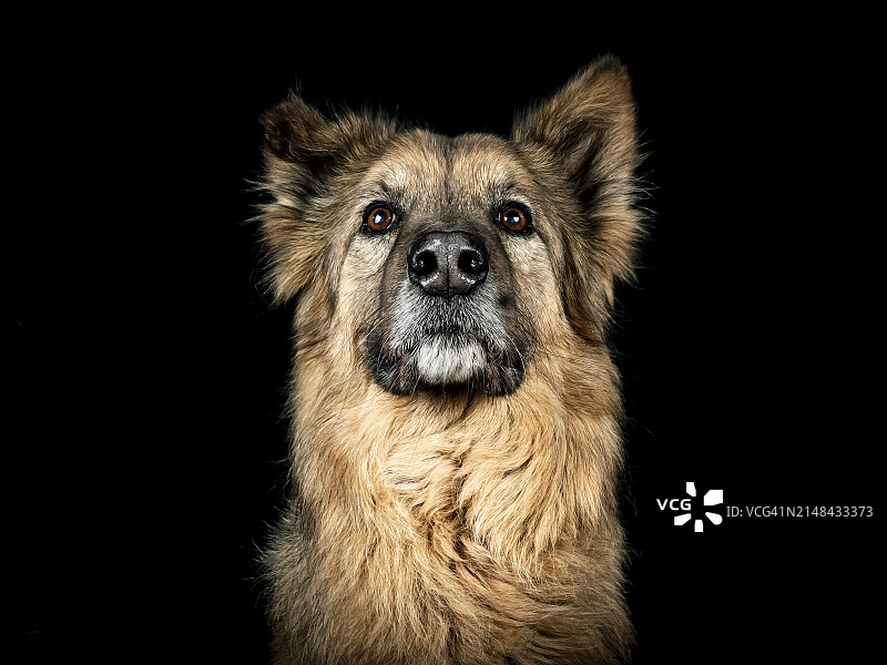 纯种狗的肖像，黑色背景图片素材