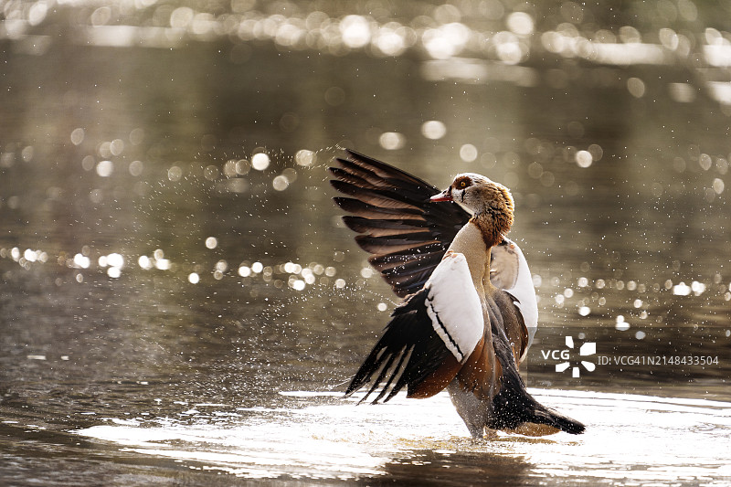 水鸭飞过湖面的特写，位于卢森堡格雷文马赫区瓦塞尔比图片素材