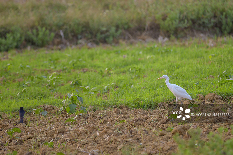 苍鹭栖息在草地上的侧视图，印度图片素材