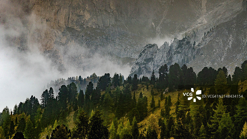 森林中的松树全景图片素材