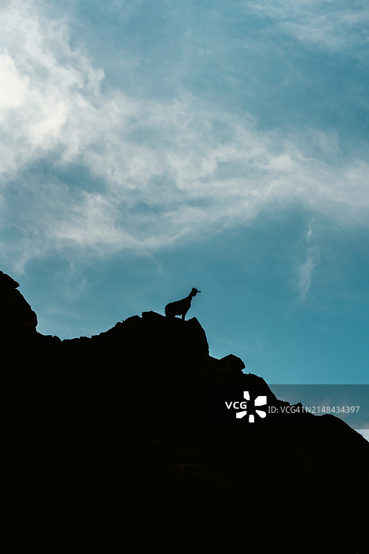 剪影：岩石上的鸟图片素材