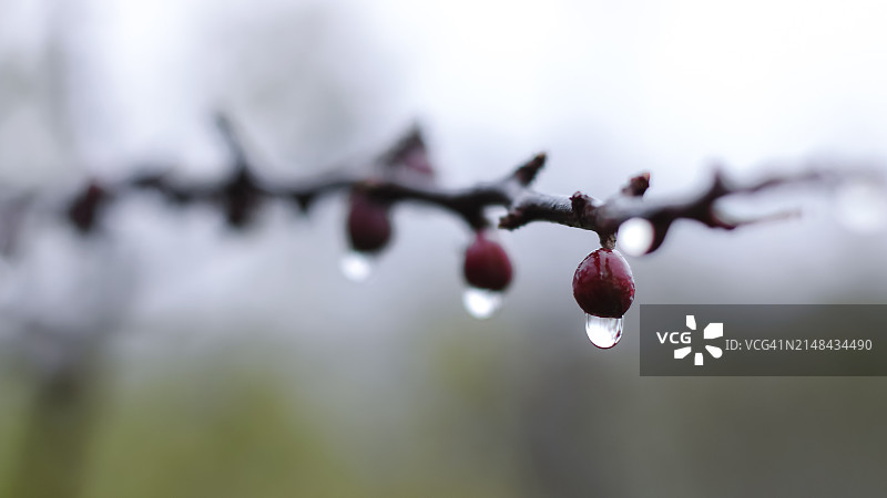 树上生长的浆果特写图片素材
