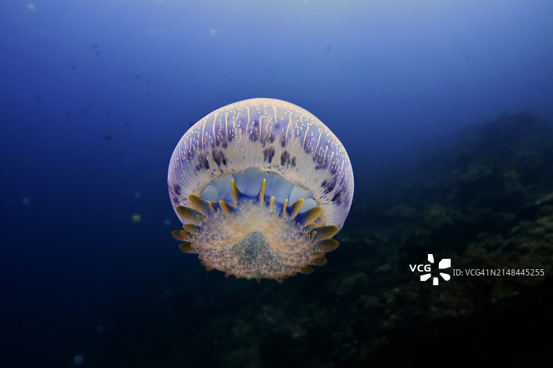 炮弹水母图片素材