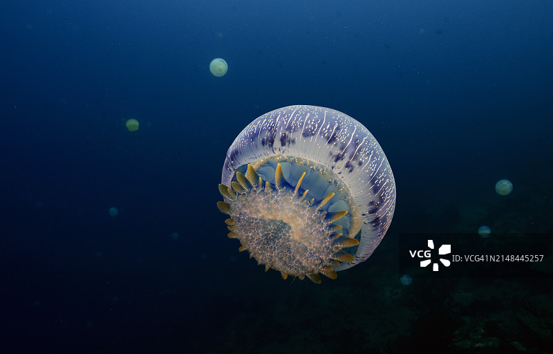 炮弹水母图片素材