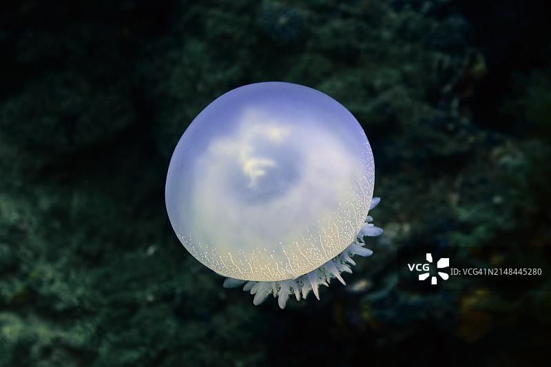 炮弹水母图片素材