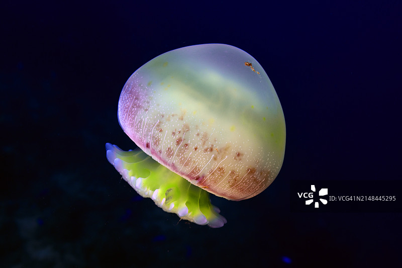 炮弹水母图片素材